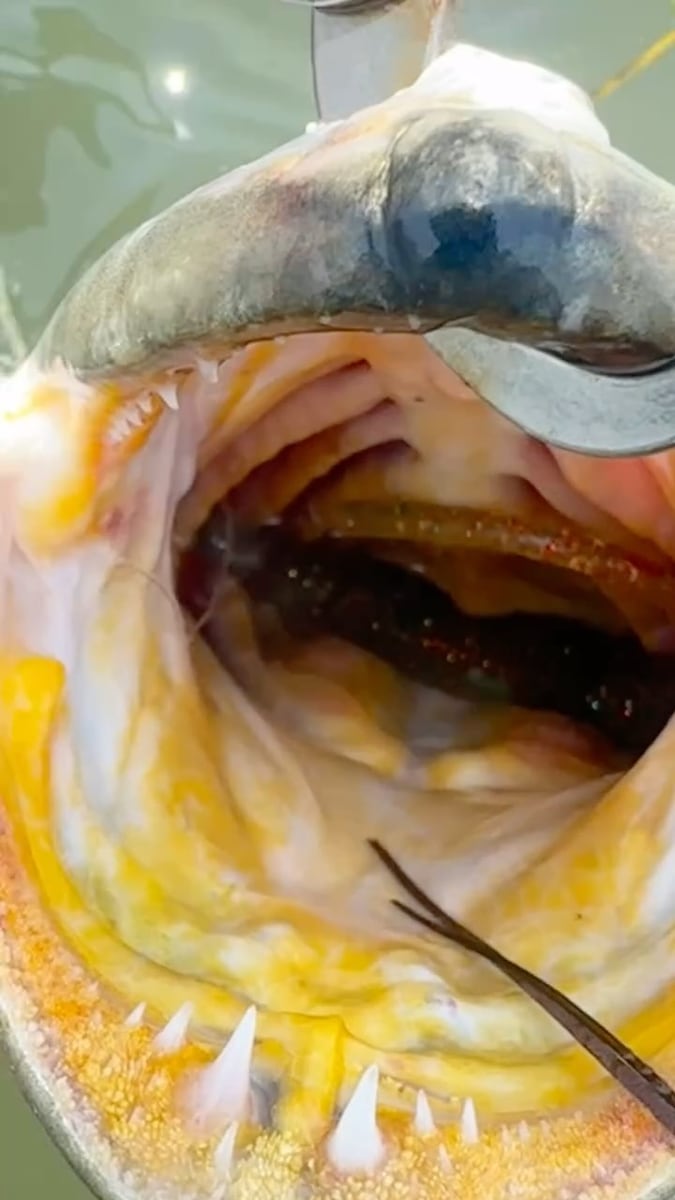 Close-up of a redfish and the lure that fooled it
